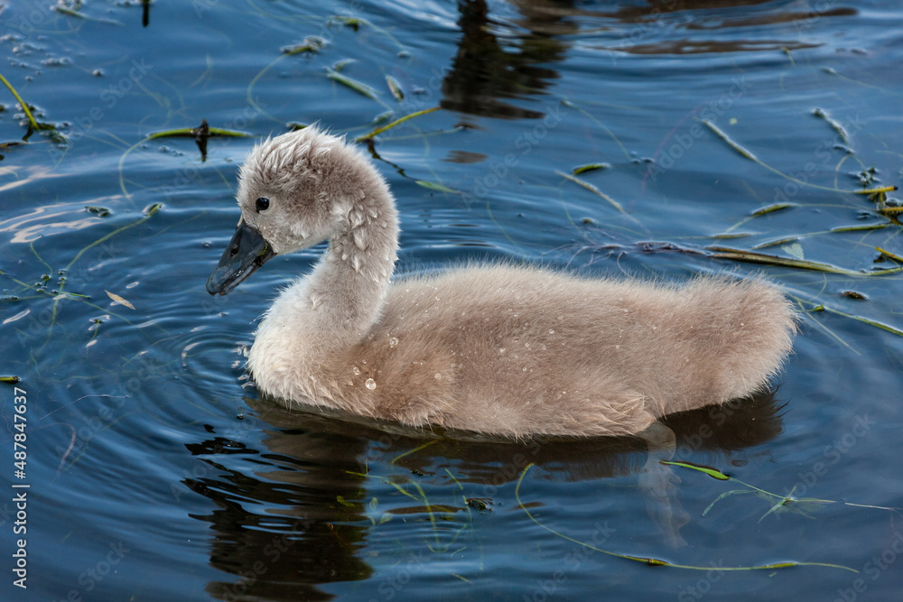 Sehr junger Schwan schwimmt im Wasser