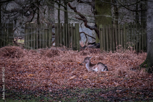 Deer in woodland in winter