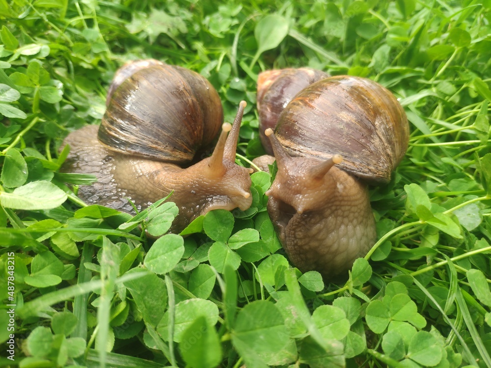 two snails in love kiss with their antennae. large achatina snails on