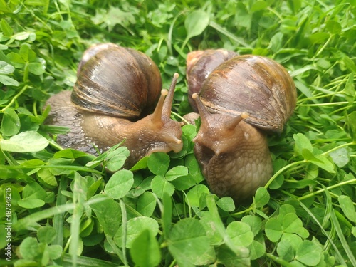 two snails in love kiss with their antennae. large achatina snails on the green grass. Giant African Land Snail