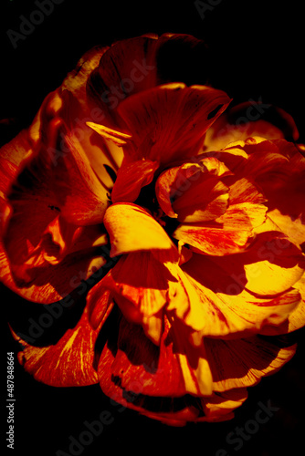 A dramatic tulip of yellow and red color on a black background. The Baroque style.