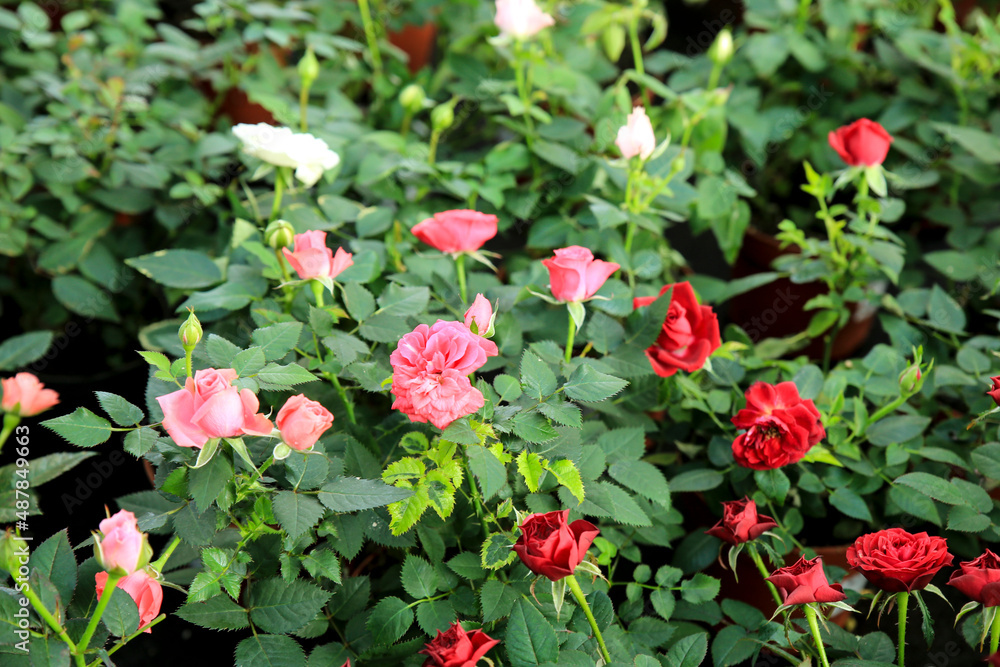 Meillandina mini roses in the garden