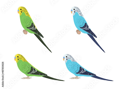 Set of budgies parrots
