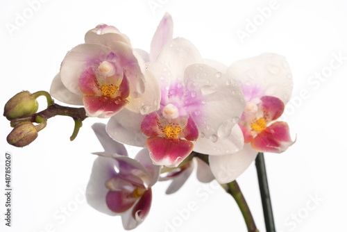 Phalaenopsis orchid. Orchid flower. close-up  isolated background. Place to copy.