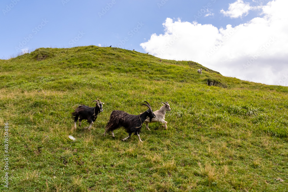 A herd of goats running down the slope of a alpine meadow near the mountain village of Ushguli in the Greater Caucasus Mountain Range in Georgia, Svaneti Region. Farmland, Grassland. Ranch