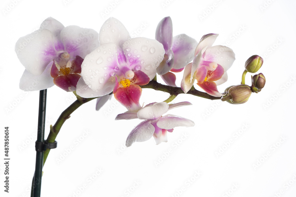 Phalaenopsis orchid. Orchid flower. close-up, isolated background. Place to copy. Phalaenopsis orchid. Orchid flower. close-up, isolated background. Place to copy.