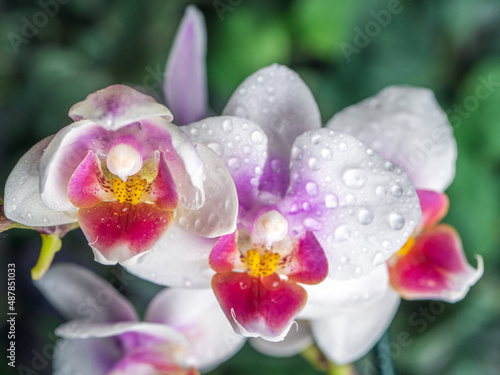 Phalaenopsis orchid. Orchid flower. close-up  irrigation  green background. Place to copy.