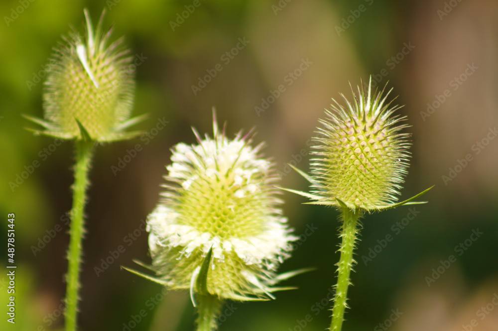Cutleaf teasel green seeds closeup view with selective focus on foreground Cutleaf teasel green seeds closeup view with selective focus on foreground