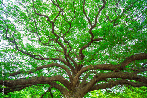 Branch of big tree 