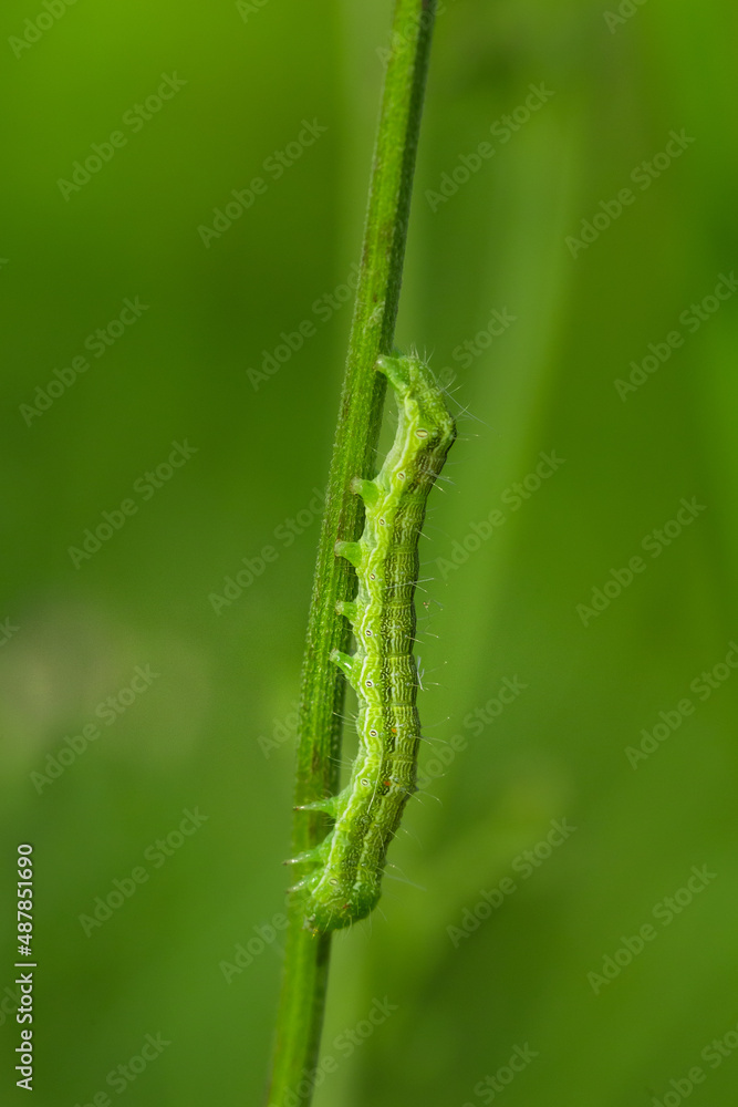 Сaterpillar on leaf 