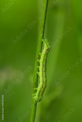 Сaterpillar on leaf 