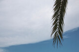Palm leaves and sky with clouds