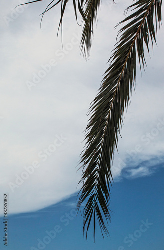 Palm leaves and sky with clouds © Nacho