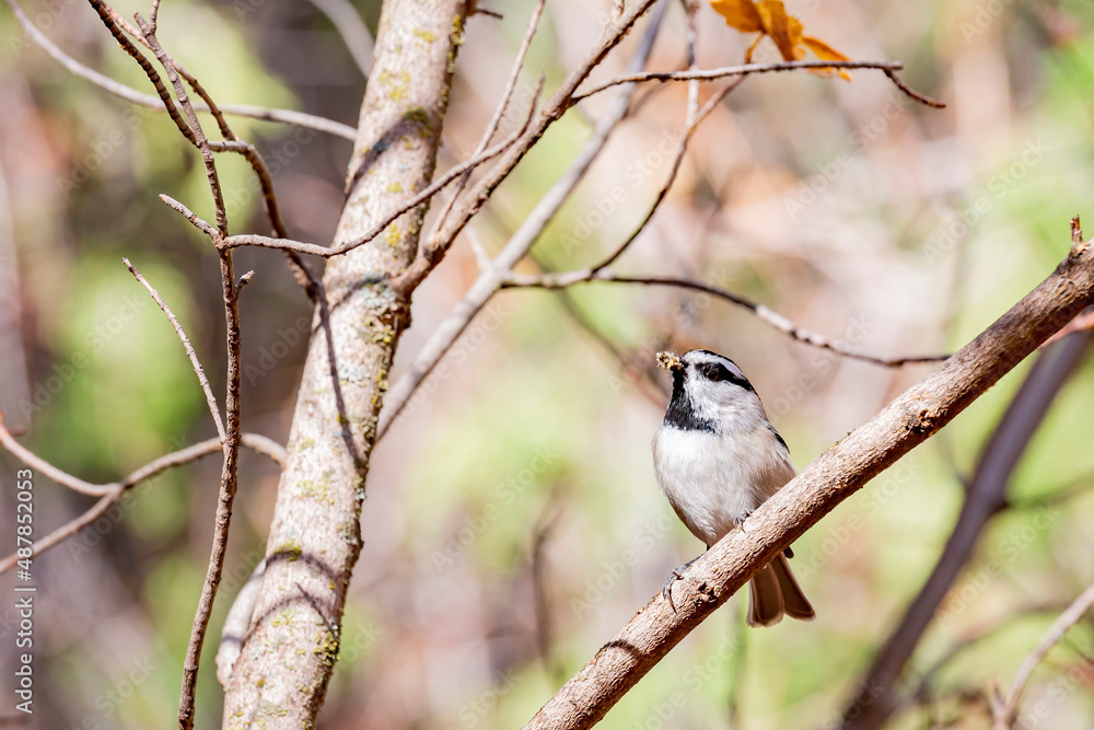 Close up shot of Mountain chickadee bird Close up shot of Mountain chickadee bird