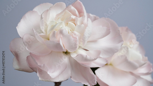 Macro photo of white-pink carnation flower bud close-up on blue background.Texture soft petals of carnation.Beautiful banner of flowers.Scientific name is Dianthus.Wedding postcard.Mothers day flower