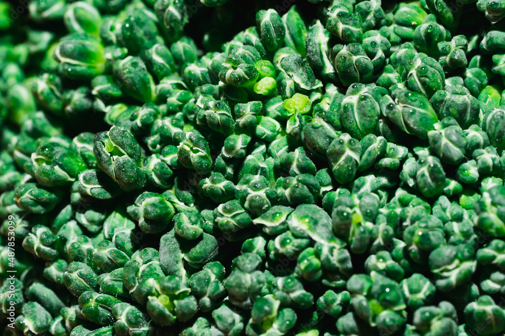 Close-up macro, green texture of broccoli vegetables. Close-up macro, green texture of broccoli vegetables.