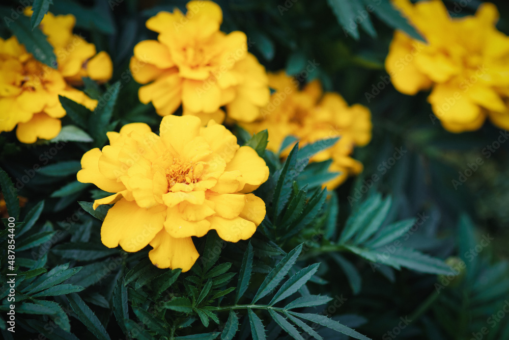 Yellow marigold flowers in the garden, closeup Yellow marigold flowers in the garden, closeup