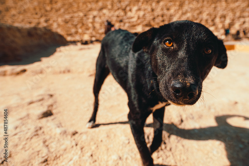 Photography Starwing stray dogs around the great pyramids in giza, roaming around searching