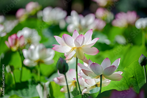 Lotus in the Pond