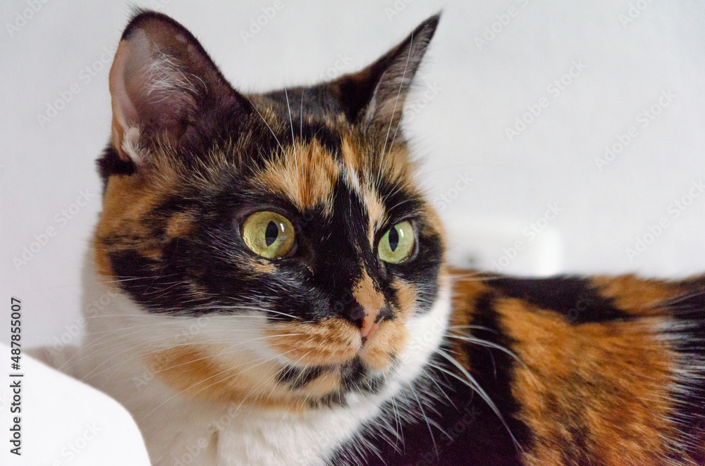 close up on calico  cat face looking at camera