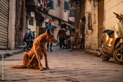 Photography Brown stray dog on the streets of cairo, scratching itself as it is full of fleas