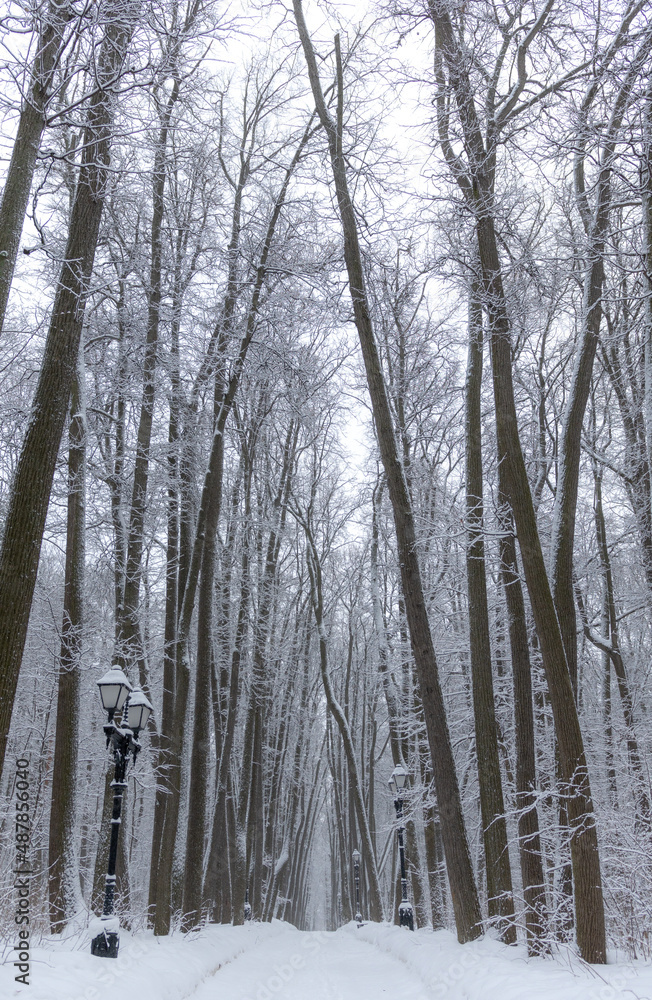 winter landscape, view of the oleya in the forest winter landscape, view of the oleya in the forest