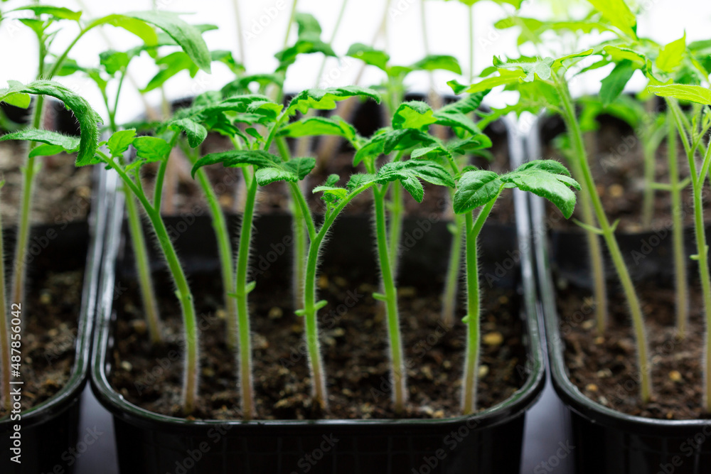 Seedlings of tomatoes and celery grown at home on a windowsill. Seedlings of tomatoes and celery grown at home on a windowsill.