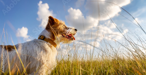 Photography Banner a beautiful happy dog as panting in the meadow grass