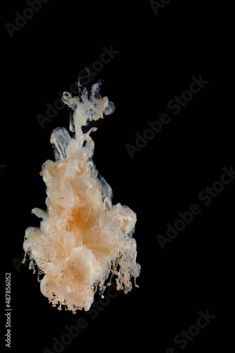 beautiful yellow gold mother-of-pearl clear ink abstract clouds in water isolated on black background detail and close-up