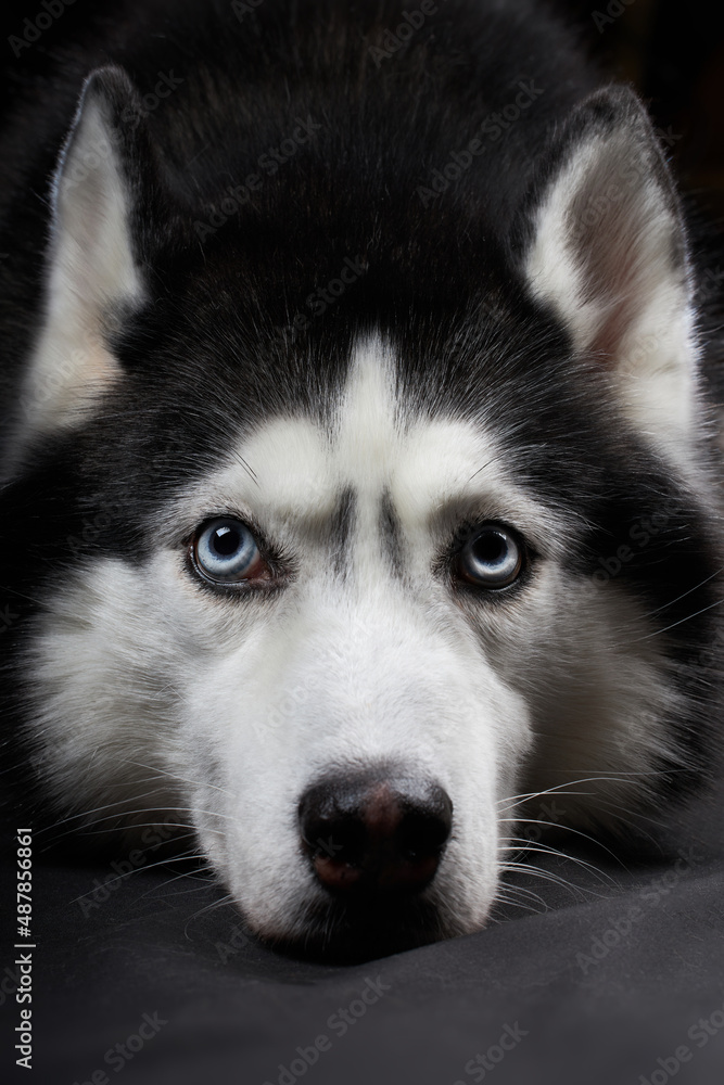 Studio art portrait beautiful husky dog with blue eyes. Studio art portrait beautiful husky dog with blue eyes.