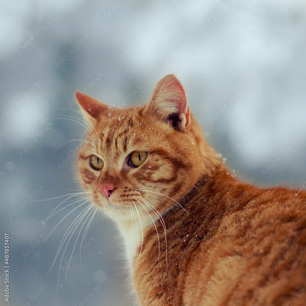 red cat portrait