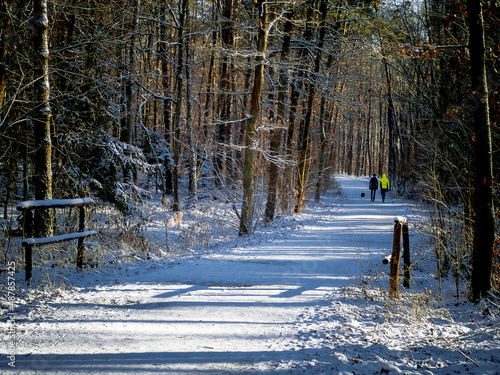 Fototapeta Naklejka Na Ścianę i Meble -  Ścieżka w lesie