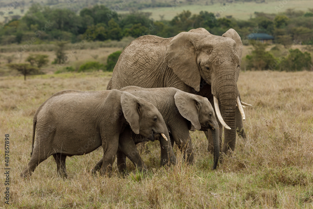 elephants roaming the savannah