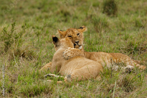 lions cubs playing on the savannah