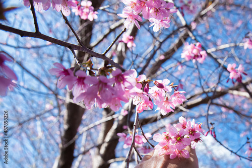 Cherry blossom, Mai Anh Dao prunus cerasoides flower in blue sky in Lac Duong, Da Lat, Lam Dong, Viet nam, Pink blossoms on the branch with blue sky during spring blooming photo