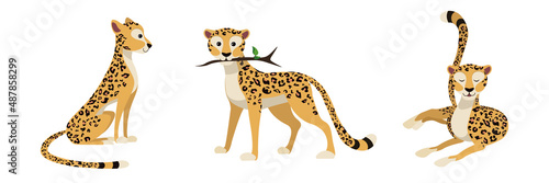 Vector illustration cute and beautiful cheetahs or leopards on white background. Charming character in different poses sedentary, with a branch in the teeth and recumbent in cartoon style.