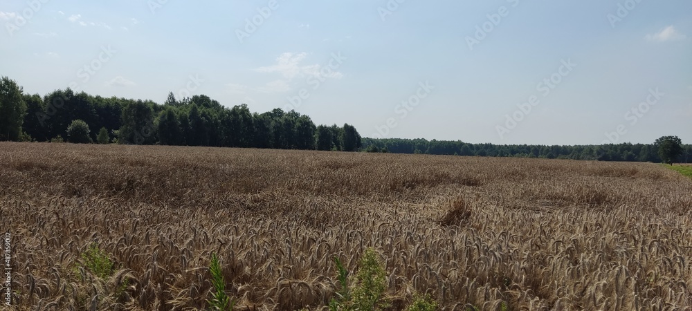 Obraz premium Wheat during the day