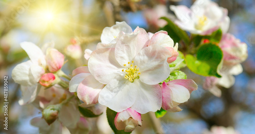 Flowers of an apple-tree against the blue sky and bright sun. Wide photo.