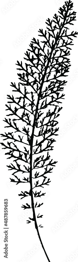 Leaf texture. Vector illustration. Leaf texture. Vector illustration.