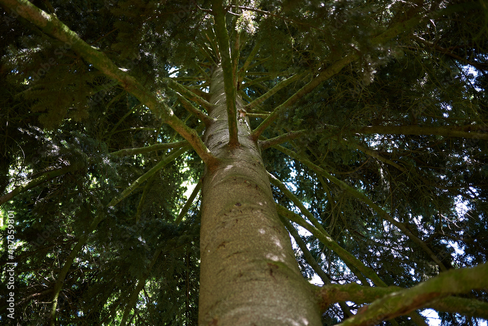 Fototapeta premium Abies alba tree