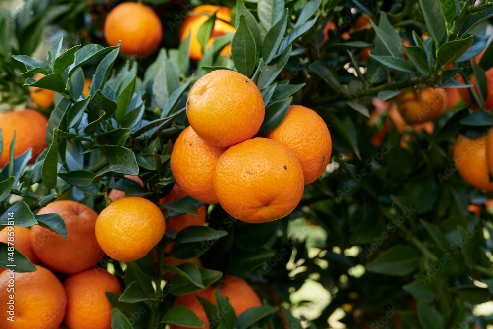 Citrus myrtifolia Citrus myrtifolia