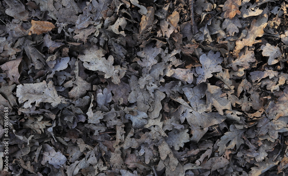 Dry Brown Leaves on the Ground in February Dry Brown Leaves on the Ground in February