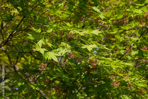 Acer palmatum 