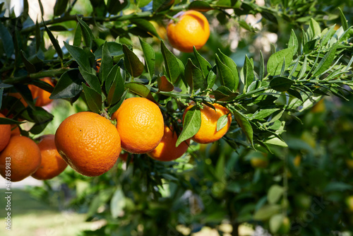 Citrus myrtifolia photo