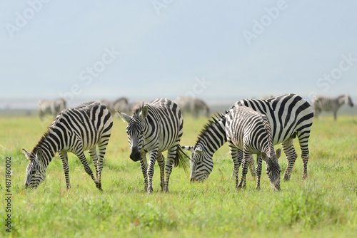 Zebras in Ngorongoro Crater