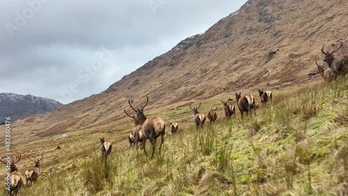 Red Deer Herd Running in Scotland in Slow Motion