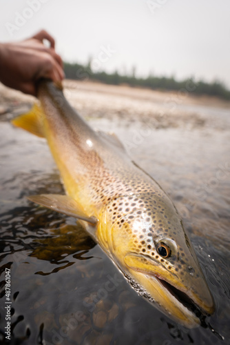 Brown trout in water before being released back into lake