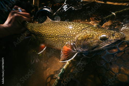 Foto Brook trout being released back into a wild stream with fly fishing rod and net