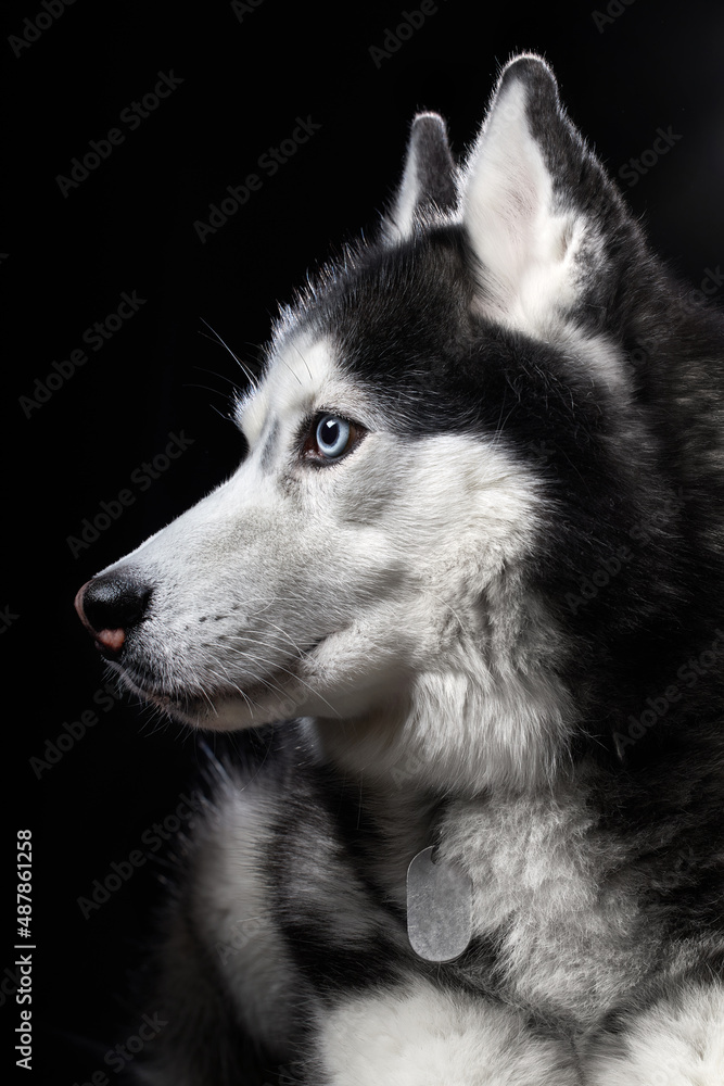Beautiful Siberian Husky dog with blue eyes, posing in studio on dark background, side view Beautiful Siberian Husky dog with blue eyes, posing in studio on dark background, side view