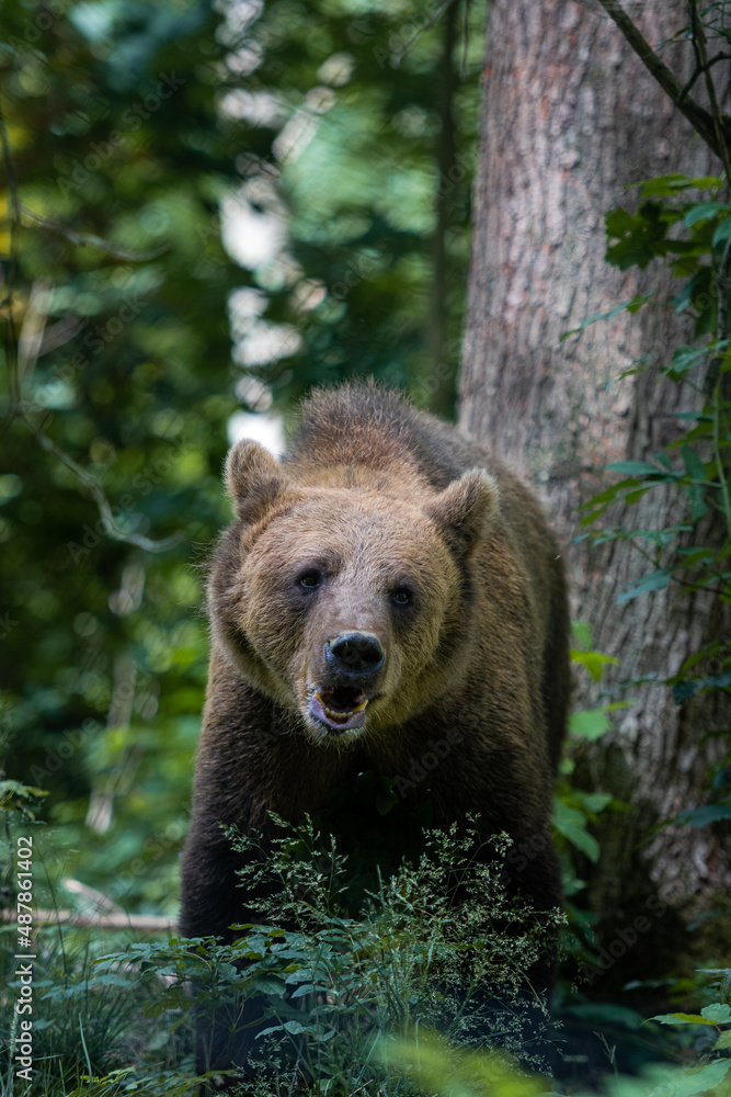 Fototapeta premium Glücklicher Bär